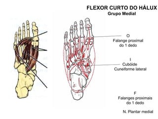 FLEXOR CURTO DO HÁLUX
      Grupo Medial




               O
        Falange proximal
           do 1 dedo


                I
           Cubóide
        Cuneiforme lateral




                  F
          Falanges proximais
              do 1 dedo

             N. Plantar medial
 
