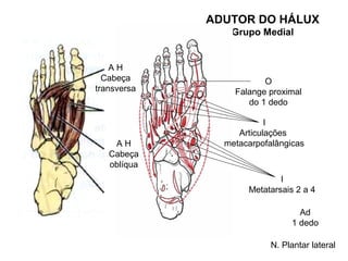 ADUTOR DO HÁLUX
                Grupo Medial


    AH
  Cabeça                O
transversa       Falange proximal
                    do 1 dedo

                         I
                  Articulações
    AH         metacarpofalângicas
   Cabeça
   oblíqua
                            I
                    Metatarsais 2 a 4

                                 Ad
                               1 dedo

                          N. Plantar lateral
 
