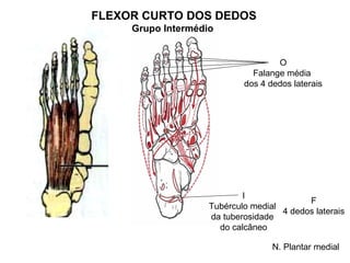 FLEXOR CURTO DOS DEDOS
     Grupo Intermédio


                                    O
                              Falange média
                            dos 4 dedos laterais




                            I
                                           F
                    Tubérculo medial
                                     4 dedos laterais
                    da tuberosidade
                      do calcâneo

                                   N. Plantar medial
 