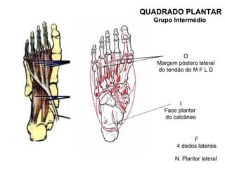 QUADRADO PLANTAR
  Grupo Intermédio




            O
   Margem póstero lateral
   do tendão do M F L D




          I
     Face plantar
     do calcâneo


                F
          4 dedos laterais

         N. Plantar lateral
 