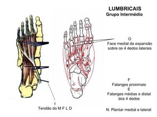 LUMBRICAIS
                    Grupo Intermédio




                               O
                    Face medial da expansão
                    sobre os 4 dedos laterais




                               F
                      Falanges proximais
                               E
                    Falanges médias e distal
                          dos 4 dedos
        I
Tendão do M F L D   N. Plantar medial e lateral
 