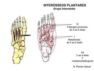 INTERÓSSEOS PLANTARES
    Grupo Intermédio




                      O
              Falanges proximais
                do 3 ao 5 dedo

                    I
              Metatarsais
             do 3 ao 5 dedo



                          Ad
                     2 ao 4 dedo
                          F
                  metatarsofalângicas

                   N. Plantar lateral
 