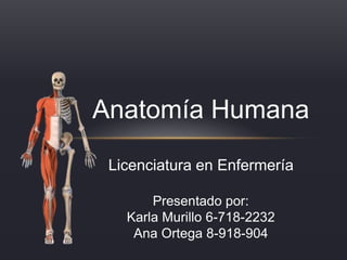 Anatomía Humana
Licenciatura en Enfermería
Presentado por:
Karla Murillo 6-718-2232
Ana Ortega 8-918-904
 