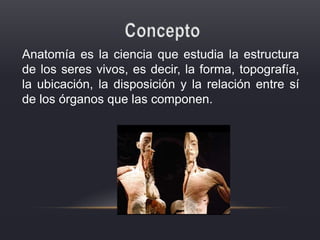 Anatomía es la ciencia que estudia la estructura
de los seres vivos, es decir, la forma, topografía,
la ubicación, la disposición y la relación entre sí
de los órganos que las componen.
 