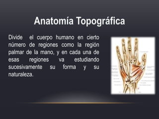 Divide el cuerpo humano en cierto
número de regiones como la región
palmar de la mano, y en cada una de
esas regiones va estudiando
sucesivamente su forma y su
naturaleza.
 