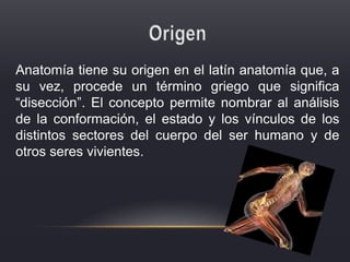 Anatomía tiene su origen en el latín anatomía que, a
su vez, procede un término griego que significa
“disección”. El concepto permite nombrar al análisis
de la conformación, el estado y los vínculos de los
distintos sectores del cuerpo del ser humano y de
otros seres vivientes.
 