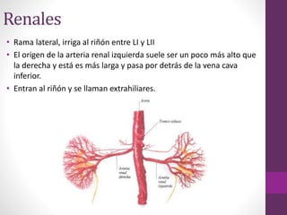 Renales
• Rama lateral, irriga al riñón entre LI y LII
• El origen de la arteria renal izquierda suele ser un poco más alto que
la derecha y está es más larga y pasa por detrás de la vena cava
inferior.
• Entran al riñón y se llaman extrahiliares.
 
