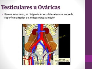 Testiculares u Ováricas
• Ramos anteriores, se dirigen inferior y lateralmente sobre la
superficie anterior del músculo psoas mayor
 