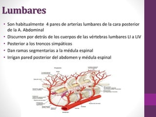 Lumbares
• Son habitualmente 4 pares de arterías lumbares de la cara posterior
de la A. Abdominal
• Discurren por detrás de los cuerpos de las vértebras lumbares LI a LIV
• Posterior a los troncos simpáticos
• Dan ramas segmentarias a la médula espinal
• Irrigan pared posterior del abdomen y médula espinal
 
