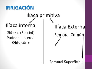 Femoral Común
Ilíaca primitiva
Ilíaca interna Ilíaca Externa
IRRIGACIÓN
Glúteas (Sup-Inf)
Pudenda Interna
Obturatriz
Femoral Superficial
 