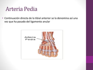 Arteria Pedia
• Continuación directa de la tibial anterior se la denomina así una
vez que ha pasado del ligamento anular
 