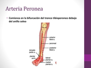 Arteria Peronea
• Comienza en la bifurcación del tronco tibioperoneo debajo
del anillo soleo
 