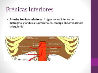 Frénicas Inferiores
• Arterias frénicas inferiores: Irrigan la cara inferior del
diafragma, glándulas suprarrenales, esófago abdominal (sólo
la izquierda)
 