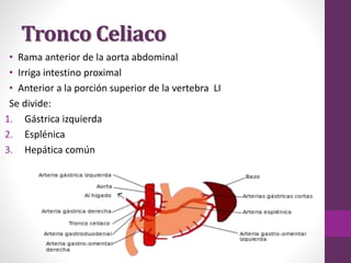Tronco Celiaco
• Rama anterior de la aorta abdominal
• Irriga intestino proximal
• Anterior a la porción superior de la vertebra LI
Se divide:
1. Gástrica izquierda
2. Esplénica
3. Hepática común
 