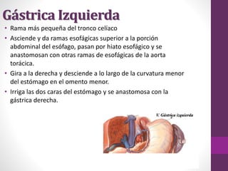 Gástrica Izquierda
• Rama más pequeña del tronco celíaco
• Asciende y da ramas esofágicas superior a la porción
abdominal del esófago, pasan por hiato esofágico y se
anastomosan con otras ramas de esofágicas de la aorta
torácica.
• Gira a la derecha y desciende a lo largo de la curvatura menor
del estómago en el omento menor.
• Irriga las dos caras del estómago y se anastomosa con la
gástrica derecha.
 