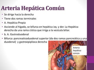 Arteria Hepática Común
• Se dirige hacia la derecha
• Tiene dos ramas terminales
• A. Hepática Propia
• Asciende al hígado, se bifurca en hepática izq. y der. La Hepática
derecha da una rama cística que irriga a la vesícula biliar.
• b. A. Gastroduodenal
• Bifurca: pancreaticoduodenal superior (da dos ramas pancreática y una
duodenal) y gastroepiplioca derecha
Arteria
hepática
común
 