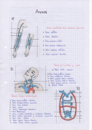 Anatomia arterias-ilovepdf-compressed