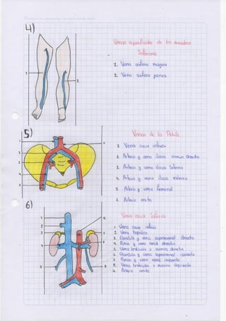 Anatomia arterias-ilovepdf-compressed