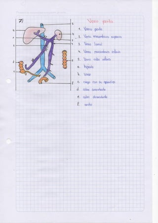 Anatomia arterias-ilovepdf-compressed