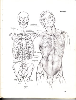 Anatomía artística. Manuales parramón