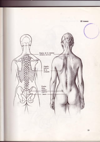 Anatomia artistica-dibujo-anatomico-de-la-figura-humana