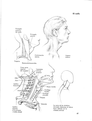 Anatomia artistica-dibujo-anatomico-de-la-figura-humana-