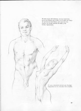 Anatomia artistica-dibujo-anatomico-de-la-figura-humana-