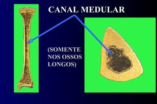 CANAL MEDULAR (SOMENTE NOS OSSOS LONGOS) 