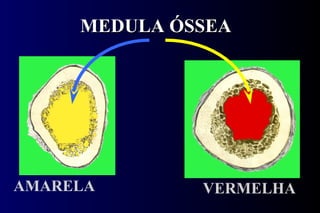 MEDULA ÓSSEA AMARELA VERMELHA 