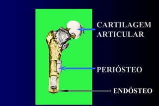 PERIÓSTEO CARTILAGEM ARTICULAR ENDÓSTEO 