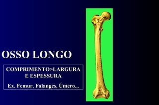 OSSO LONGO COMPRIMENTO>LARGURA E ESPESSURA Ex. Femur, Falanges, Úmero... 