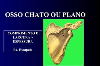 OSSO CHATO OU PLANO COMPRIMENTO E LARGURA > ESPESSURA Ex. Escapula 