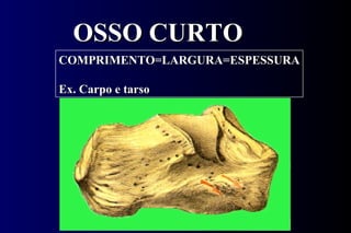 OSSO CURTO COMPRIMENTO=LARGURA=ESPESSURA Ex. Carpo e tarso 