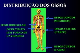 DISTRIBUIÇÃO DOS OSSOS OSSOS LONGOS (MEMBROS) OSSOS CURTOS (CARPO) OSSOS CURTOS (TARSO) OSSO IRREGULAR OSSO CHATO (EM TORNO DE CAVIDADES) 