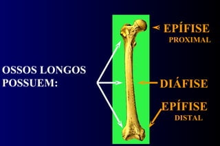 EPÍFISE PROXIMAL DIÁFISE EPÍFISE DISTAL OSSOS LONGOS POSSUEM: 