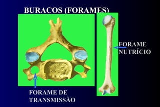 BURACOS (FORAMES) FORAME NUTRÍCIO FORAME DE TRANSMISSÃO 
