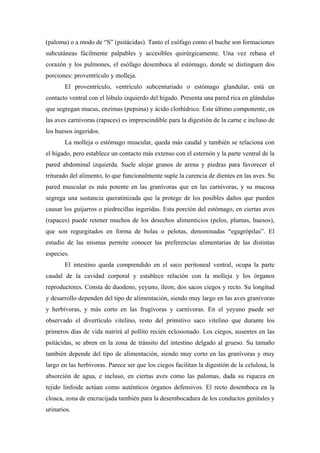 (paloma) o a modo de “S” (psitácidas). Tanto el esófago como el buche son formaciones
subcutáneas fácilmente palpables y accesibles quirúrgicamente. Una vez rebasa el
corazón y los pulmones, el esófago desemboca al estómago, donde se distinguen dos
porciones: proventrículo y molleja.
El proventrículo, ventrículo subcenturiado o estómago glandular, está en
contacto ventral con el lóbulo izquierdo del hígado. Presenta una pared rica en glándulas
que segregan mucus, enzimas (pepsina) y ácido clorhídrico. Este último componente, en
las aves carnívoras (rapaces) es imprescindible para la digestión de la carne e incluso de
los huesos ingeridos.
La molleja o estómago muscular, queda más caudal y también se relaciona con
el hígado, pero establece un contacto más extenso con el esternón y la parte ventral de la
pared abdominal izquierda. Suele alojar granos de arena y piedras para favorecer el
triturado del alimento, lo que funcionalmente suple la carencia de dientes en las aves. Su
pared muscular es más potente en las granívoras que en las carnívoras, y su mucosa
segrega una sustancia queratinizada que la protege de los posibles daños que pueden
causar los guijarros o piedrecillas ingeridas. Esta porción del estómago, en ciertas aves
(rapaces) puede retener muchos de los desechos alimenticios (pelos, plumas, huesos),
que son regurgitados en forma de bolas o pelotas, denominadas “egagrópilas”. El
estudio de las mismas permite conocer las preferencias alimentarias de las distintas
especies.
El intestino queda comprendido en el saco peritoneal ventral, ocupa la parte
caudal de la cavidad corporal y establece relación con la molleja y los órganos
reproductores. Consta de duodeno, yeyuno, íleon, dos sacos ciegos y recto. Su longitud
y desarrollo dependen del tipo de alimentación, siendo muy largo en las aves granívoras
y herbívoras, y más corto en las frugívoras y carnívoras. En el yeyuno puede ser
observado el divertículo vitelino, resto del primitivo saco vitelino que durante los
primeros días de vida nutrirá al pollito recién eclosionado. Los ciegos, ausentes en las
psitácidas, se abren en la zona de tránsito del intestino delgado al grueso. Su tamaño
también depende del tipo de alimentación, siendo muy corto en las granívoras y muy
largo en las herbívoras. Parece ser que los ciegos facilitan la digestión de la celulosa, la
absorción de agua, e incluso, en ciertas aves como las palomas, dada su riqueza en
tejido linfoide actúan como auténticos órganos defensivos. El recto desemboca en la
cloaca, zona de encrucijada también para la desembocadura de los conductos genitales y
urinarios.
 
