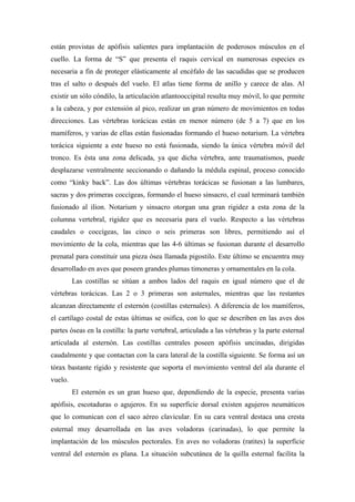 están provistas de apófisis salientes para implantación de poderosos músculos en el
cuello. La forma de “S” que presenta el raquis cervical en numerosas especies es
necesaria a fin de proteger elásticamente al encéfalo de las sacudidas que se producen
tras el salto o después del vuelo. El atlas tiene forma de anillo y carece de alas. Al
existir un sólo cóndilo, la articulación atlantooccipital resulta muy móvil, lo que permite
a la cabeza, y por extensión al pico, realizar un gran número de movimientos en todas
direcciones. Las vértebras torácicas están en menor número (de 5 a 7) que en los
mamíferos, y varias de ellas están fusionadas formando el hueso notarium. La vértebra
torácica siguiente a este hueso no está fusionada, siendo la única vértebra móvil del
tronco. Es ésta una zona delicada, ya que dicha vértebra, ante traumatismos, puede
desplazarse ventralmente seccionando o dañando la médula espinal, proceso conocido
como “kinky back”. Las dos últimas vértebras torácicas se fusionan a las lumbares,
sacras y dos primeras coccígeas, formando el hueso sinsacro, el cual terminará también
fusionado al ilion. Notarium y sinsacro otorgan una gran rigidez a esta zona de la
columna vertebral, rigidez que es necesaria para el vuelo. Respecto a las vértebras
caudales o coccígeas, las cinco o seis primeras son libres, permitiendo así el
movimiento de la cola, mientras que las 4-6 últimas se fusionan durante el desarrollo
prenatal para constituir una pieza ósea llamada pigostilo. Este último se encuentra muy
desarrollado en aves que poseen grandes plumas timoneras y ornamentales en la cola.
Las costillas se sitúan a ambos lados del raquis en igual número que el de
vértebras torácicas. Las 2 o 3 primeras son asternales, mientras que las restantes
alcanzan directamente el esternón (costillas esternales). A diferencia de los mamíferos,
el cartílago costal de estas últimas se osifica, con lo que se describen en las aves dos
partes óseas en la costilla: la parte vertebral, articulada a las vértebras y la parte esternal
articulada al esternón. Las costillas centrales poseen apófisis uncinadas, dirigidas
caudalmente y que contactan con la cara lateral de la costilla siguiente. Se forma así un
tórax bastante rígido y resistente que soporta el movimiento ventral del ala durante el
vuelo.
El esternón es un gran hueso que, dependiendo de la especie, presenta varias
apófisis, escotaduras o agujeros. En su superficie dorsal existen agujeros neumáticos
que lo comunican con el saco aéreo clavicular. En su cara ventral destaca una cresta
esternal muy desarrollada en las aves voladoras (carinadas), lo que permite la
implantación de los músculos pectorales. En aves no voladoras (ratites) la superficie
ventral del esternón es plana. La situación subcutánea de la quilla esternal facilita la
 