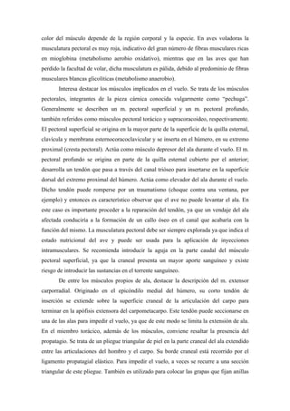 color del músculo depende de la región corporal y la especie. En aves voladoras la
musculatura pectoral es muy roja, indicativo del gran número de fibras musculares ricas
en mioglobina (metabolismo aerobio oxidativo), mientras que en las aves que han
perdido la facultad de volar, dicha musculatura es pálida, debido al predominio de fibras
musculares blancas glicolíticas (metabolismo anaerobio).
Interesa destacar los músculos implicados en el vuelo. Se trata de los músculos
pectorales, integrantes de la pieza cárnica conocida vulgarmente como “pechuga”.
Generalmente se describen un m. pectoral superficial y un m. pectoral profundo,
también referidos como músculos pectoral torácico y supracoracoideo, respectivamente.
El pectoral superficial se origina en la mayor parte de la superficie de la quilla esternal,
clavícula y membrana esternocoracoclavicular y se inserta en el húmero, en su extremo
proximal (cresta pectoral). Actúa como músculo depresor del ala durante el vuelo. El m.
pectoral profundo se origina en parte de la quilla esternal cubierto por el anterior;
desarrolla un tendón que pasa a través del canal trióseo para insertarse en la superficie
dorsal del extremo proximal del húmero. Actúa como elevador del ala durante el vuelo.
Dicho tendón puede romperse por un traumatismo (choque contra una ventana, por
ejemplo) y entonces es característico observar que el ave no puede levantar el ala. En
este caso es importante proceder a la reparación del tendón, ya que un vendaje del ala
afectada conduciría a la formación de un callo óseo en el canal que acabaría con la
función del mismo. La musculatura pectoral debe ser siempre explorada ya que indica el
estado nutricional del ave y puede ser usada para la aplicación de inyecciones
intramusculares. Se recomienda introducir la aguja en la parte caudal del músculo
pectoral superficial, ya que la craneal presenta un mayor aporte sanguíneo y existe
riesgo de introducir las sustancias en el torrente sanguíneo.
De entre los músculos propios de ala, destacar la descripción del m. extensor
carporradial. Originado en el epicóndilo medial del húmero, su corto tendón de
inserción se extiende sobre la superficie craneal de la articulación del carpo para
terminar en la apófisis extensora del carpometacarpo. Este tendón puede seccionarse en
una de las alas para impedir el vuelo, ya que de este modo se limita la extensión de ala.
En el miembro torácico, además de los músculos, conviene resaltar la presencia del
propatagio. Se trata de un pliegue triangular de piel en la parte craneal del ala extendido
entre las articulaciones del hombro y el carpo. Su borde craneal está recorrido por el
ligamento propatagial elástico. Para impedir el vuelo, a veces se recurre a una sección
triangular de este pliegue. También es utilizado para colocar las grapas que fijan anillas
 