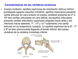 Características de las vértebras toráxicas
• Cuerpo mediano, apofisis espinosas de orientación oblicua vértice
puntiaguda agujero raquídeo cilíndrico, apofisis transversa presenta
carilla articular en cara anterior el cuerpo vertebral presenta de 2ª a
10ª dos carillas articulares en cara lateral, las apofisis articulares
presenta carillas articulares superiores dirigidas hacia atrás y las
inferiores hacia adelante, 1ª , 11ª y 12 ª solamente una carilla
articular en su respectivos cuerpos. La apofisis espinosa de la 6º , 7ª
y 8ª es bien pronunciada llegando al borde inferior del cuerpo
vertebral de la vértebra inmediata inferior.
 