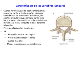 Características de las vértebras lumbares
• Cuerpo vertebral grande, apofisis transversas
carece de carilla articular, apofisis espinosa
cuadriláteras de orientación horizontal , las
apofisis articulares superiores su carilla mira
hacia adentro y las carillas articulares inferiores
miran hacia fuera, conducto espinal de forma
triangular.
• Presentan las apofisis mamilares.
• L1
– Alineación vertical rectangular
– Procesos articulares y láminas
– Cuerpo mas alto
– Menor tamaño procesos costiformes
 