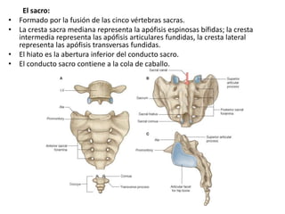 El sacro:
• Formado por la fusión de las cinco vértebras sacras.
• La cresta sacra mediana representa la apófisis espinosas bífidas; la cresta
intermedia representa las apófisis articulares fundidas, la cresta lateral
representa las apófisis transversas fundidas.
• El hiato es la abertura inferior del conducto sacro.
• El conducto sacro contiene a la cola de caballo.
 