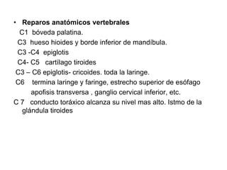 • Reparos anatómicos vertebrales
C1 bóveda palatina.
C3 hueso hioides y borde inferior de mandíbula.
C3 -C4 epiglotis
C4- C5 cartílago tiroides
C3 – C6 epiglotis- cricoides. toda la laringe.
C6 termina laringe y faringe, estrecho superior de esófago
apofisis transversa , ganglio cervical inferior, etc.
C 7 conducto toráxico alcanza su nivel mas alto. Istmo de la
glándula tiroides
 