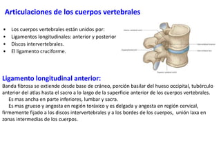 Articulaciones de los cuerpos vertebrales
• Los cuerpos vertebrales están unidos por:
• Ligamentos longitudinales: anterior y posterior
• Discos intervertebrales.
• El ligamento cruciforme.
Ligamento longitudinal anterior:
Banda fibrosa se extiende desde base de cráneo, porción basilar del hueso occipital, tubérculo
anterior del atlas hasta el sacro a lo largo de la superficie anterior de los cuerpos vertebrales.
Es mas ancha en parte inferiores, lumbar y sacra.
Es mas grueso y angosta en región toráxico y es delgada y angosta en región cervical,
firmemente fijado a los discos intervertebrales y a los bordes de los cuerpos, unión laxa en
zonas intermedias de los cuerpos.
 