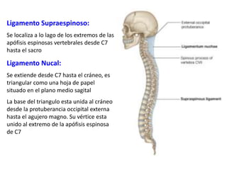 Ligamento Supraespinoso:
Se localiza a lo lago de los extremos de las
apófisis espinosas vertebrales desde C7
hasta el sacro
Ligamento Nucal:
Se extiende desde C7 hasta el cráneo, es
triangular como una hoja de papel
situado en el plano medio sagital
La base del triangulo esta unida al cráneo
desde la protuberancia occipital externa
hasta el agujero magno. Su vértice esta
unido al extremo de la apófisis espinosa
de C7
 