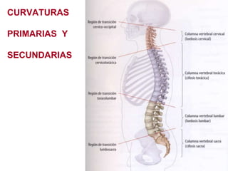 CURVATURAS
PRIMARIAS Y
SECUNDARIAS
 