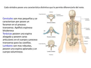 Cervicales son mas pequeñas y se
caracterizan por posee un
foramen en el proceso
transverso. Apófisis espinosa
bituberosa
Torácicas poseen una espina
alargada y poseen caras
articulares en el cuerpo y proceso
transverso para las costillas.
Lumbares son mas robustas,
poseen una espina aplanada y un
cuerpo voluminoso.
Cada vértebra posee una característica distintiva que le permite diferenciarla del resto.
 