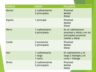 Anatomia comparativa de todas las espesies domesticas | PPTX