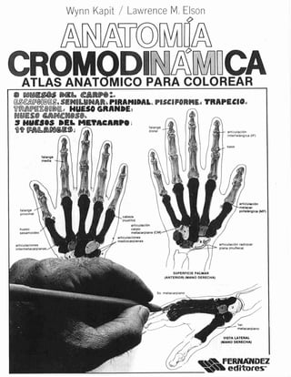 Anatomia cromodinamica-160430205914