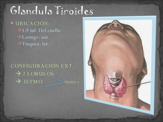 UBICACIÓN: 1/3 inf. Del cuello Laringe: ant Traquea: lat CONFIGURACION EXT. 2 LOBULOS ISTMO Unidos x